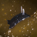 Atalodoris pictoni - Photo (c) jim-anderson,  זכויות יוצרים חלקיות (CC BY-NC), הועלה על ידי jim-anderson