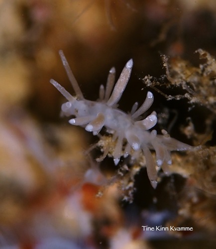 Tergipes tergipes