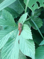 Patanga japonica