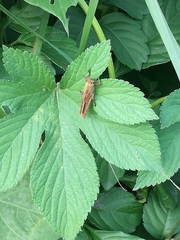 Patanga japonica