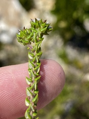 Phylica debilis debilis