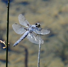 Libellula nodisticta