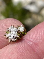 Phylica debilis debilis