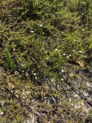 Phylica debilis debilis