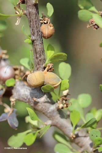 Euphorbia denisii image