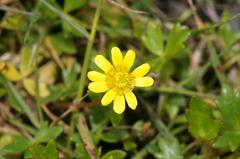 Ranunculus collinus