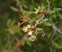 Grevillea australis