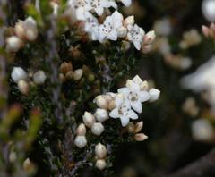 Epacris microphylla