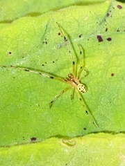 Phylloneta pictipes