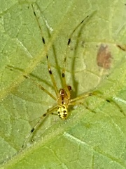 Phylloneta pictipes