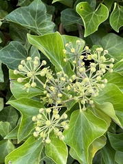 Hedera