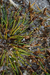 Cyperus pannonicus