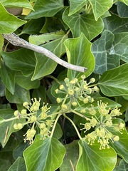 Hedera