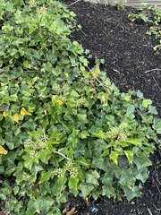 Hedera