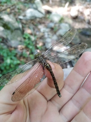 Caliaeschna microstigma