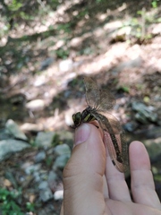 Caliaeschna microstigma