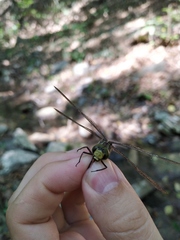 Caliaeschna microstigma