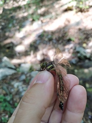 Caliaeschna microstigma