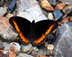 Pedaliodes symmachus