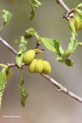 Vanguerieae