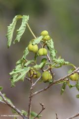 Vanguerieae