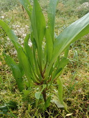 Tripolium pannonicum