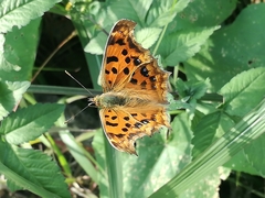 Polygonia c-aureum