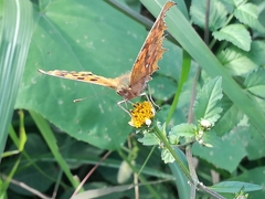 Polygonia c-aureum