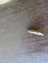 Macrostemum zebratum