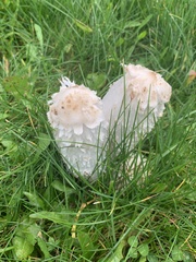 Coprinus comatus