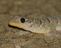 Phyllopezus periosus