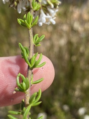 Selago glomerata