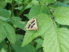 Grammodes geometrica