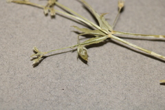 Stellaria borealis borealis