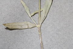 Stellaria borealis borealis