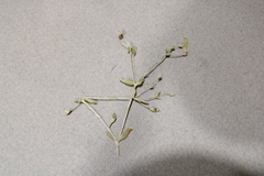 Stellaria borealis borealis