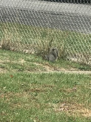 Sciurus carolinensis
