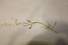 Stellaria borealis borealis