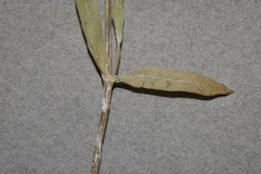 Stellaria borealis borealis