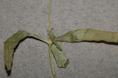 Stellaria borealis borealis