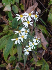 Aster ageratoides ageratoides