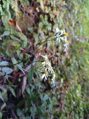 Aster ageratoides ageratoides