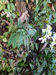 Aster ageratoides ageratoides