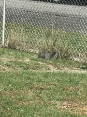 Sciurus carolinensis