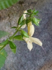 Salvia nipponica
