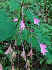 Begonia grandis