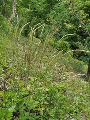 Phleum hirsutum
