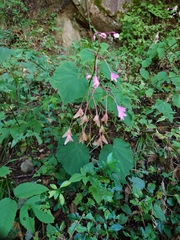 Begonia grandis