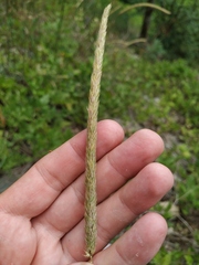Phleum hirsutum