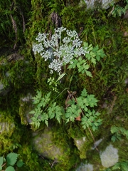 Angelica polymorpha